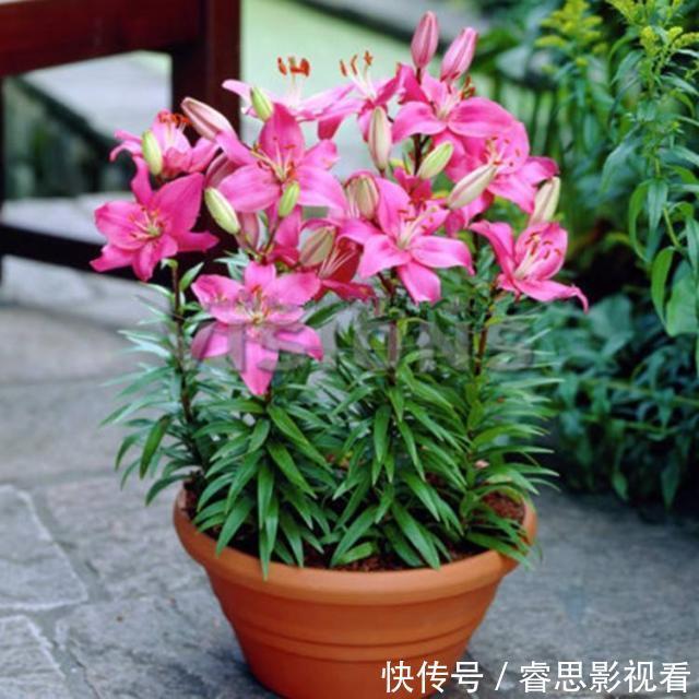 养花还买花肥？家里的此几样“垃圾”扔盆里，植物叶油绿、开花艳