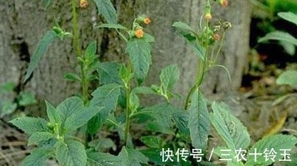 安南菜|农村一种常见野菜,农民总认为它是茼蒿,营养高,能入药治病