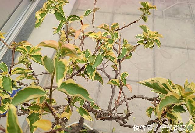 三角梅不开花,简单“4步”操作,30天变“花树”