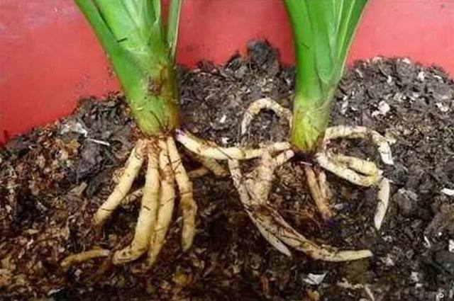 养花浇水放个小药片,比花肥管用多了,不黄叶不烂根猛开花!