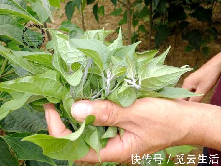 这菜,很多人只吃果实,其实叶子才是宝贝,如今有钱也难买到