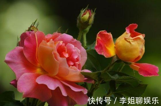 农历10月9号起,最适合养这些花,花期超半年,花朵五颜六色