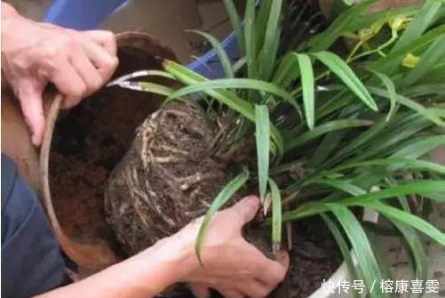 兰花|盆栽兰花 有这5种情况必须赶快换盆