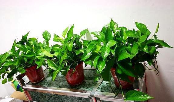 还在花钱买花遇上“6种花”掐根枝回来,插到土里就活,很简单