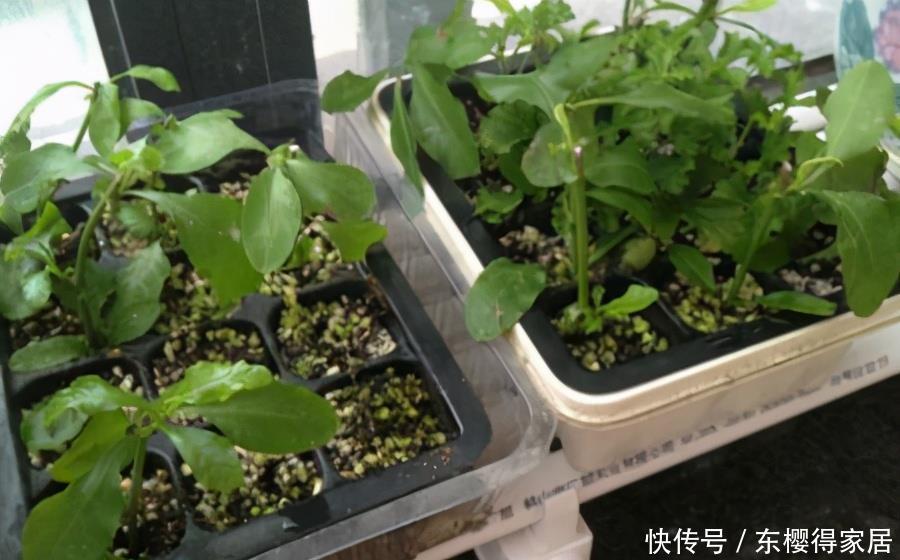 漂亮|6种漂亮花,夏天快扦插,越热越生根,30天就开花,适合急性子养