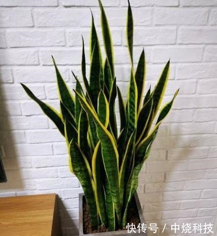 家中养盆虎皮兰,用点“小技巧”,叶片肥厚油亮,新芽窜满盆