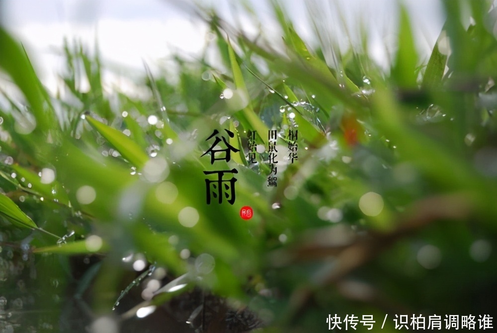 谷雨一到,用饵做到这三点,能钓大鱼,小鱼还不闹窝