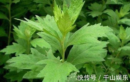 救命草|田间地头没人要的野草,却是腰间盘突出的“救命草”,三天起效