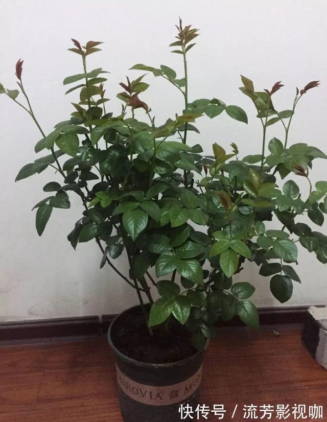 钾肥|想让月季开花多,记住5月做好“几件事”,花苞一茬又一茬