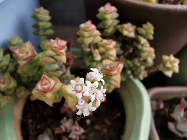 黛比|佛系养肉人生活明朗,多肉可爱,唯适者生存!