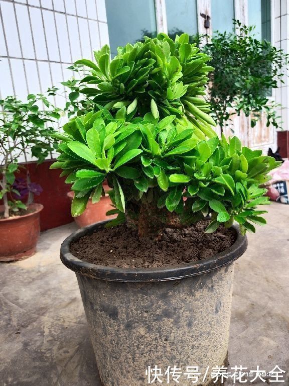 镇宅|“丑八怪”镇宅花,样子威武霸气,养在家里特安心