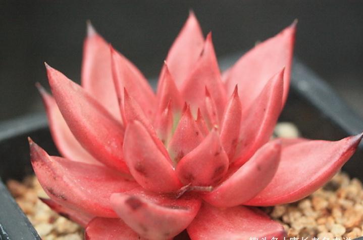 多肉黑王子和罗密欧，都是考验养功的品种，能养好说明你已是高手
