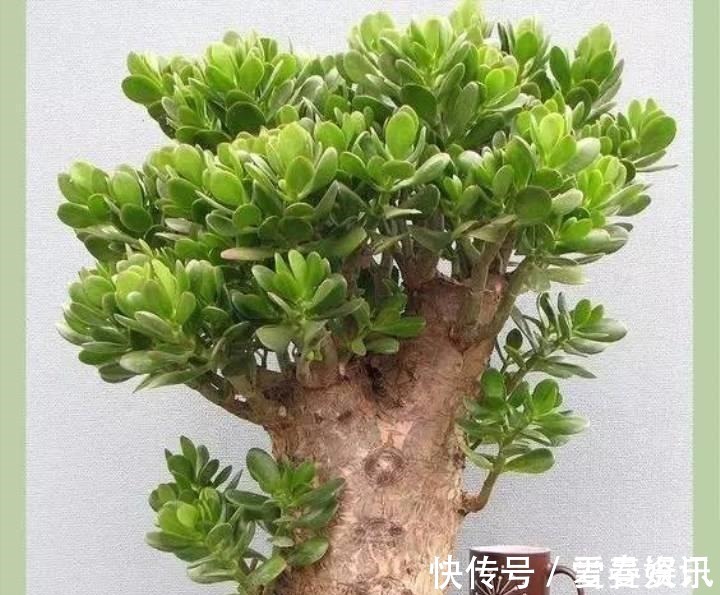 4种“便宜花”,多修剪少浇水,养成高价盆景,价格翻倍