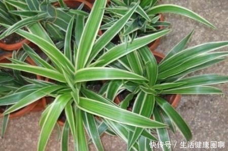 这“4种”吊兰，你肯定没见过，养一盆在家，谁见谁稀罕！