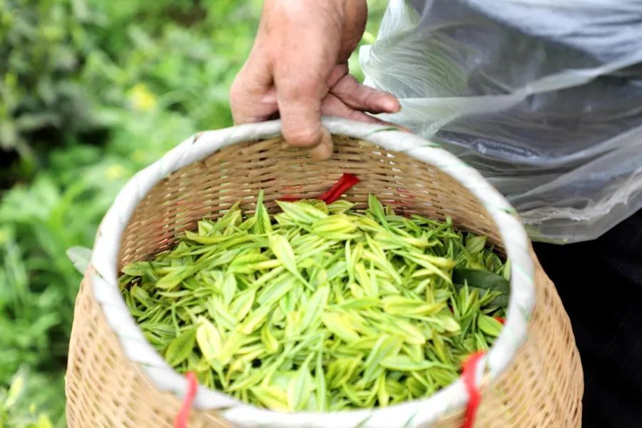 四月春色好，“趣”南陵采茶咯！