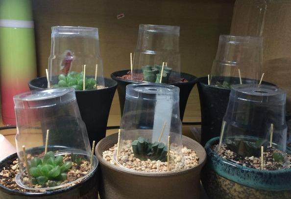 盆栽多肉植物，该如何养出好状态紧抓4方面，长个快、不黄叶