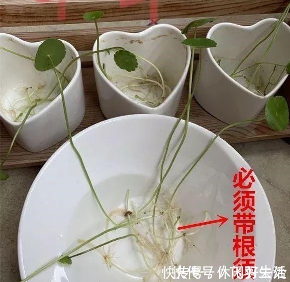 绿萝|这4种花 剪一段枝条丢水里就生根 家中绿意盎然！