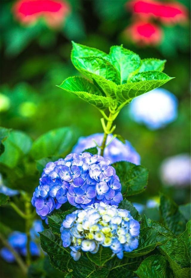 绣球花|冬天绣球花需要施肥吗?绣球花冬天这样养,就能安全过冬!