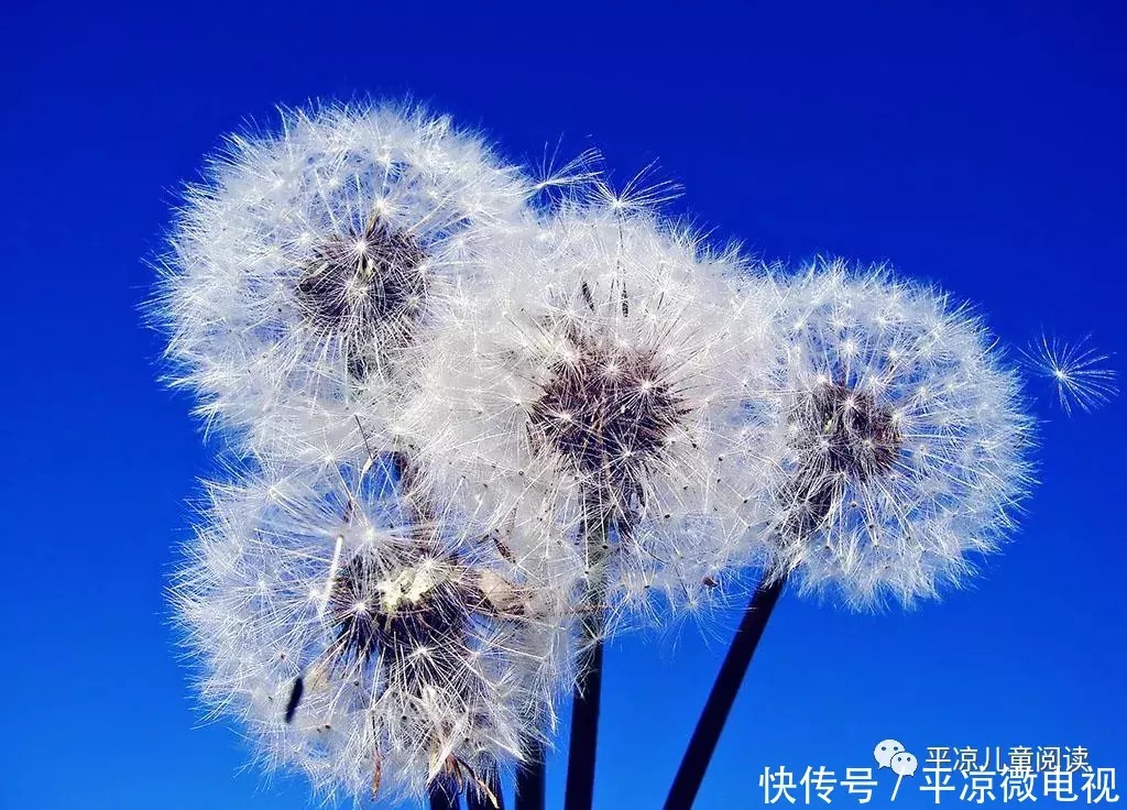 在云端|【学生天地】烟雨平生