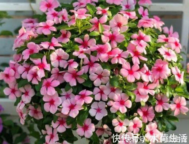 疯长|4种花养了就爆盆,好养易活开花漂亮,夏季也能疯长不停