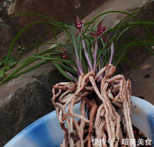 艺兰|这三种兰花,花旺人更旺,花红浓香,百看不厌,是冬日养兰首选