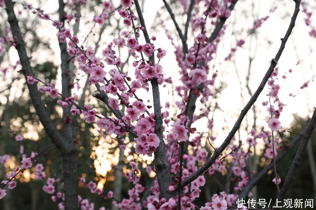 金海“梅”景，亦是美景