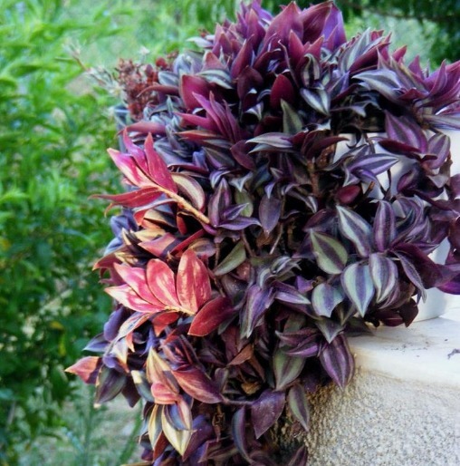 比香水还香的花卉，开花就爆盆，花园变花海，芳香四溢，易养美观