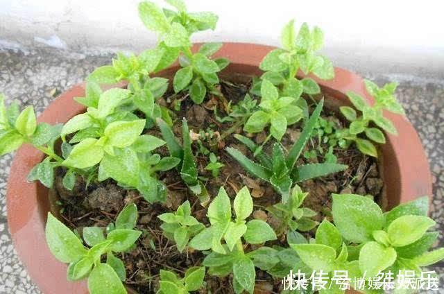 扦插|家里养“3种花”,现在砍个头插盆里,一入秋就长不停!