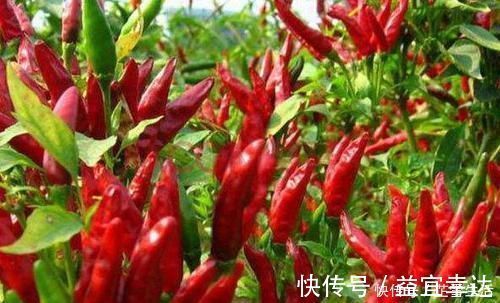 女性朋友|女人乳腺增生，尽量少吃4种食物，多吃无益，给乳腺“添堵”