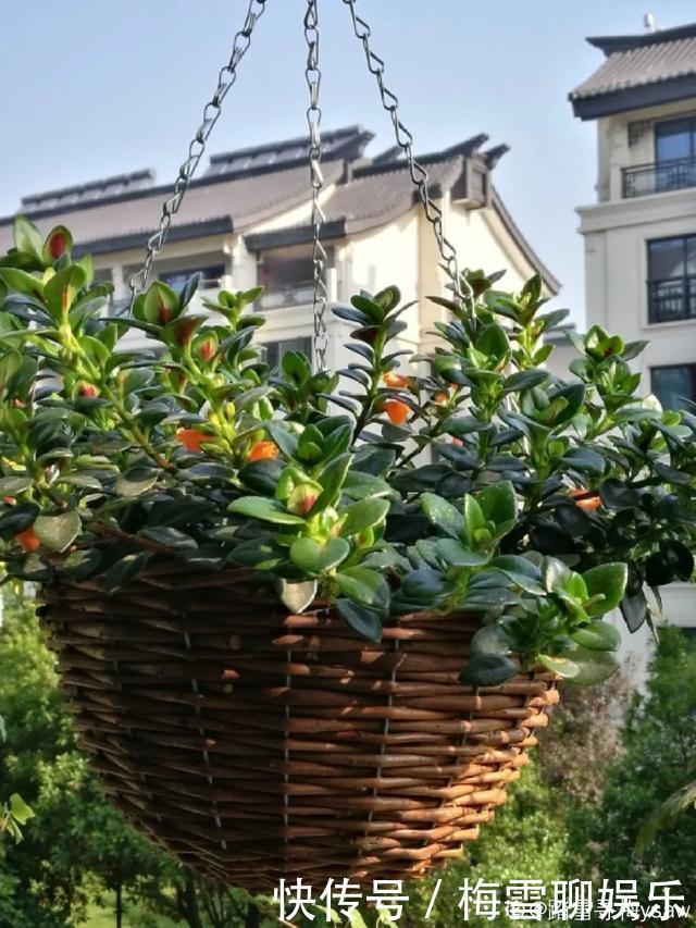 瀑布|6种花,一定要吊起来养,开花像瀑布,看着真过瘾!