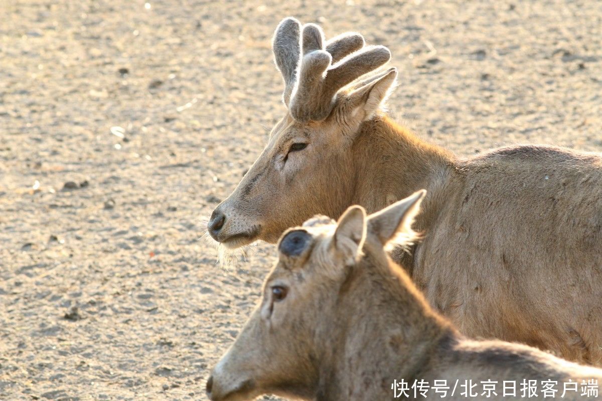  雄鹿|冬至前后，国宝麋鹿要干一件“大事”