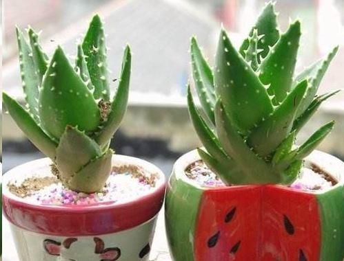 蓝妖|这10种花超级怕冷,再不搬进屋,小心只剩下盆了