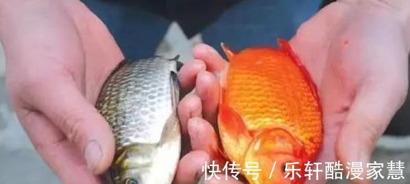 鲫鱼|人类几乎什么都吃,却唯独对金鱼敬而远之