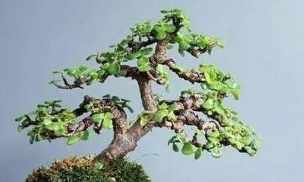 光照|玉树老桩盆景是怎么养成的