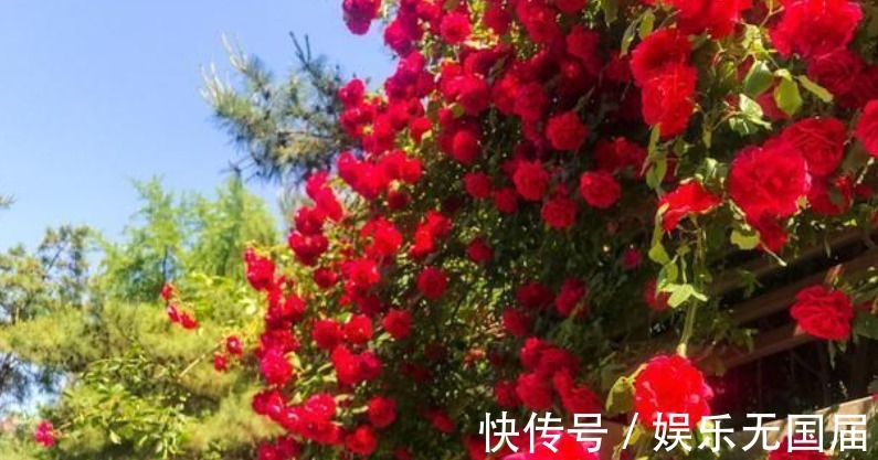 花朵|淘汰月季吧！阳台栽上“此花”，花朵艳、香气浓，还好养