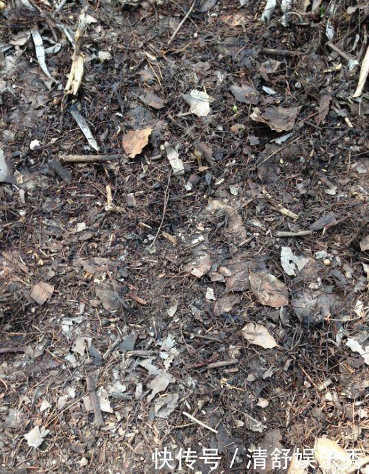 腐叶土|3种“碎渣渣”，是养花的好材料，掺土里花儿蹭蹭长，开爆盆！