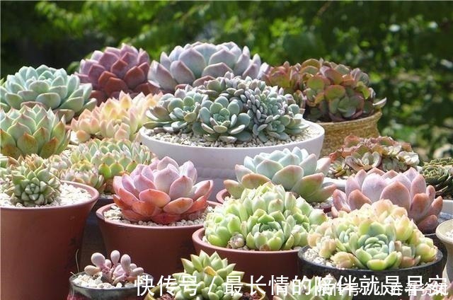多肉|多肉在夏天,怎么晒太阳很多人弄反了,总是养不活