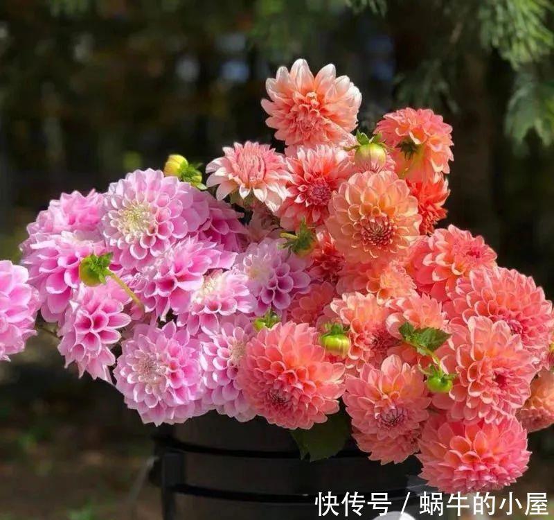 名字土掉渣、开花却很漂亮的8种花,你家养过几种?