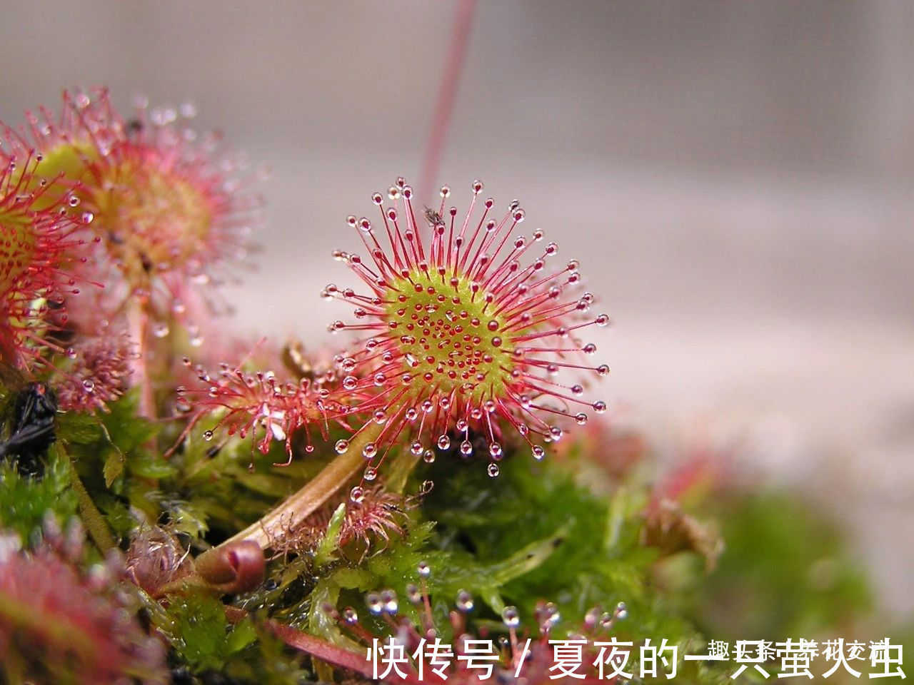 特别小众的13种奇特观赏盆栽,适合养在桌面上,看着都想养几盆