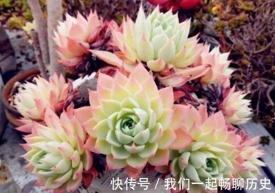 浇水|温度低多肉不生长?给它做4步,反而养出“美肉肉”,直接出状态