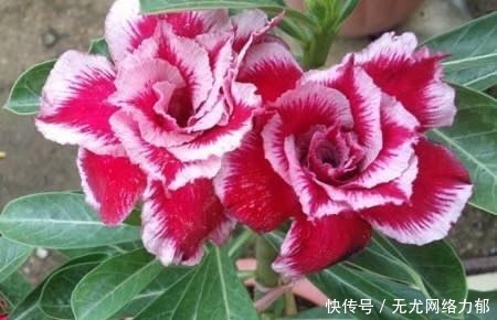 沙漠玫瑰 可分为六类 其中的六十三种 请见图识名称 快资讯