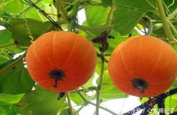 润肠|女性如何养生,就要常吃4种食物,润肠通便,排毒抗衰,强身健体