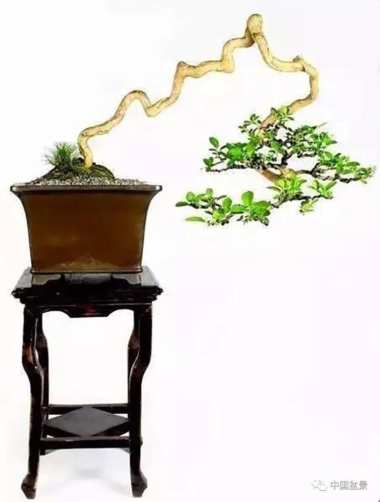 看到这些盆景以前的样子，我也是服了