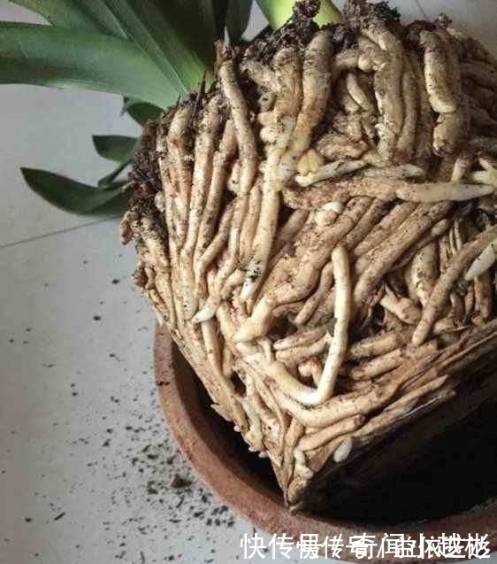 根部|养了10年的君子兰打翻,看清它根部后,还敢养这些植物吗?