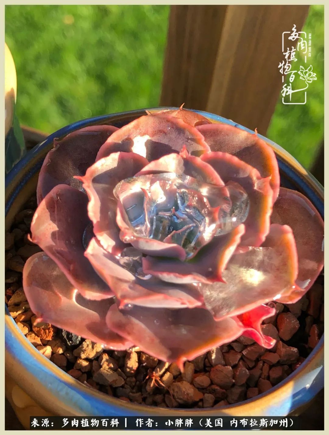 百科|这多肉对比图太上头了！小白鄙视链奋斗记之咸菜干也有春天！