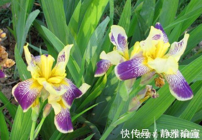 玫瑰|几款花卉美过玫瑰,花开不断,好养易开花,花香四溢飘满屋