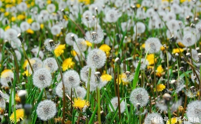 排出|蒲公英和此草泡水喝,简直是“天仙配”,排出毒素,告别妇科病