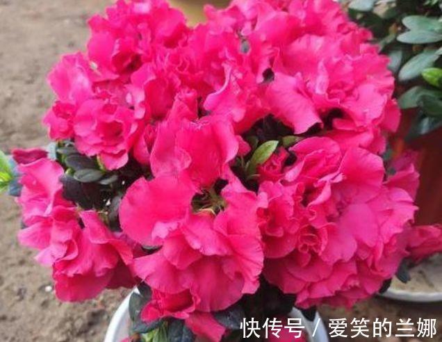 杜鹃花|家里养上4种花,花开一茬又一茬,美不胜收,人见人爱!