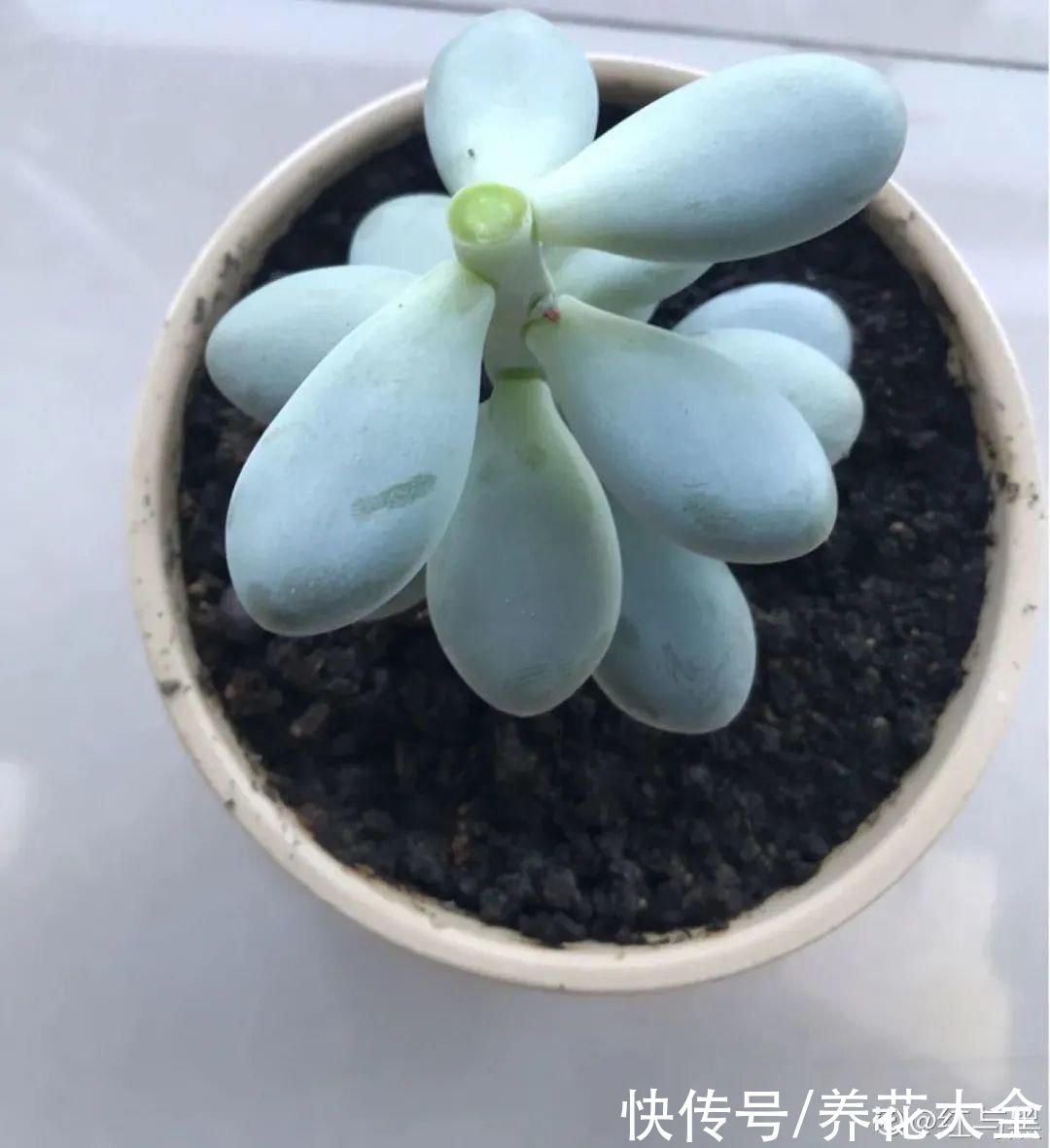 3月是给花剃头的好时机，现在狠心剪，下月就开花