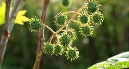 无毛|这些乡村田埂、沟边常见的野草,平肝火治肝炎,小身躯藏大功效